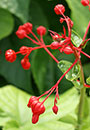 Clerodendron speciosissimum (Giant Red Glory Bower)