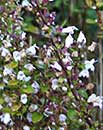 Clinopodium georgianum 'Barbour Belle' (Georgia Savory)