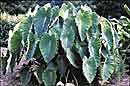 Colocasia esculenta 'Ruffles' (Ruffles Elephant Ear)