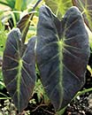 Colocasia esculenta var. antiquorum 'Black Beauty' (Black Beauty Elephant Ear)