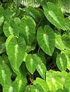 Colocasia fallax (Silver Leaf Dwarf Elephant Ear)