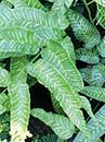 Coniogramme emeiensis Marbled Leaves (Striped Mt. Emei Bamboo Fern)
