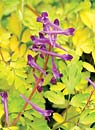 Corydalis 'Berry Exciting' PP 18,917 (Berry Exciting Corydalis)