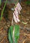Cremastra appendiculata (Appendiculate Cremastra Orchid)