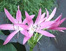 Crinum 'Hannibal's Dwarf' (Hannibal's Dwarf Crinum Lily)