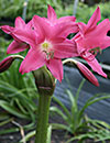 Crinum 'Infusion' (Infusion Crinum Lily)