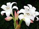 Crinum 'Mrs. James Hendry' (Mrs. James Hendry Crinum Lily)