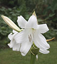 Crinum 'White Emperor' (White Emperor Crinum Lily)