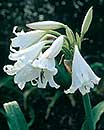 Crinum 'White Prince' (White Prince Crinum Lily)