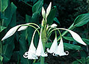Crinum 'White Queen' (White Queen Crinum Lily)