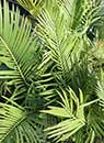 Cycas taitungensis x guizhouensis (Hybrid Hardy Sago Palm)