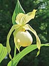 Cypripedium 'Aki Pastel' <a class=reg href='http://www.cypripedium.de'  target='frosch'> Frosch ®</a> (Aki Pastel Ladyslipper Orchid)