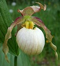 Cypripedium 'Gisela Pastel' <a class=reg href='http://www.cypripedium.de'  target='frosch'> Frosch �</a> (Gisela Pastel Ladyslipper Orchid)