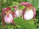 Cypripedium 'Philipp' <a class=reg href='http://www.cypripedium.de'  target='frosch'> Frosch �</a> (Philipp Hardy Ladyslipper Orchid)