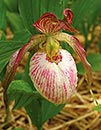 Cypripedium 'Tower Hill' (Tower Hill Ladyslipper Orchid)