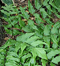 Cyrtomium caryotideum (Caryota-leaf Holly Fern)