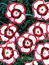 Dianthus 'Devon Siskin' PP 14,377 (Devon Siskin Pink)