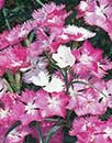 Dianthus 'First Love' (First Love Hardy Pink)