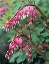 Dicentra spectabilis (Old Fashioned Bleeding Heart)