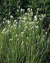 Dichromena latifolia (White Star Grass)