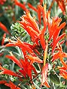 Dicliptera suberecta (Hummingbird Plant)