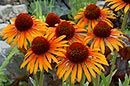 Echinacea 'Flame Thrower' PPAF (Flame Thrower Coneflower)