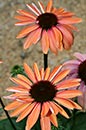 Echinacea 'Katie Saul' PP 18,783 (Summer Sky Coneflower)