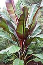Ensete maurelii (Red Abyssinian Banana)