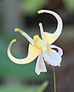 Epimedium acuminatum 'Guiding Light' (Guiding Light Fairy Wings)