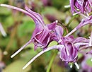 Epimedium grandiflorum 'Purple Prince' (Fairy Wings)