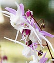 Epimedium grandiflorum 'Tama-no-gempei' (Tama-no-gempei Fairy Wings)