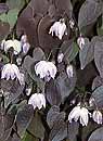 Epimedium x youngianum 'Tamabotan' (Tamabotan Fairy Wings)