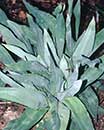 Eryngium yuccifolium 'Kershaw Blue' (Kershaw Blue Rattlesnake Master)