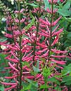 Erythrina herbacea Pink Flowered Form (Pink Coral Bean)