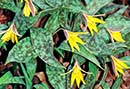 Erythronium umbilicatum (Trout Lily)