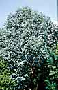 Eucalyptus neglecta (Omeo Gum)