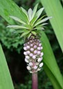 Eucomis 'Can Can' (Can Can Pineapple Lily)