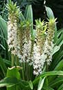 Eucomis comosa 'Toffee' (Toffee Pineapple Lily)