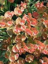 Euphorbia 'Canyon Gold' (Canyon Gold Spurge)