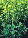 Euphorbia 'Helen Robinson' (Helen Robinson Spurge)