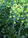 Euphorbia robbiae (Robb's Spurge)