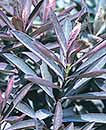 Euphorbia x martinii 'Cherokee' (Cherokee Spurge)