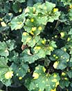 Farfugium japonicum 'Kagami Jishi' (Kagami Jishi Leopard Plant)