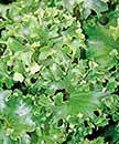 Farfugium japonicum 'Shishi Botan' (Parsley Leopard Plant)