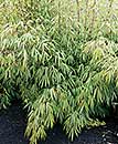 Fargesia rufa (Rufa Clumping Bamboo)