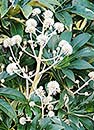 Fatsia japonica 'Variegata' (Variegated Japanese Aralia)