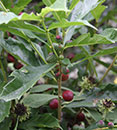 Ficus gasparriniana var. laceratifolia (Christmas Fig)