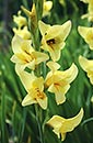 Gladiolus 'Carolina Primrose' (Carolina Primrose Hardy Glad)