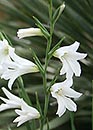 Gladiolus communis ssp. byzantinus 'Texas Snowflur (Texas Snowflurry Hardy Corn Flag)
