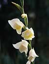 Gladiolus dalenii 'Bolivian Peach' (Hardy Glad)